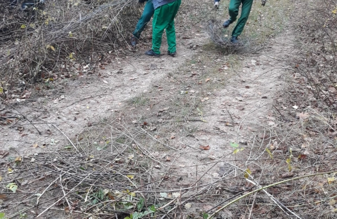 Wszystko zgodnie z prawem i pod okiem leśników.